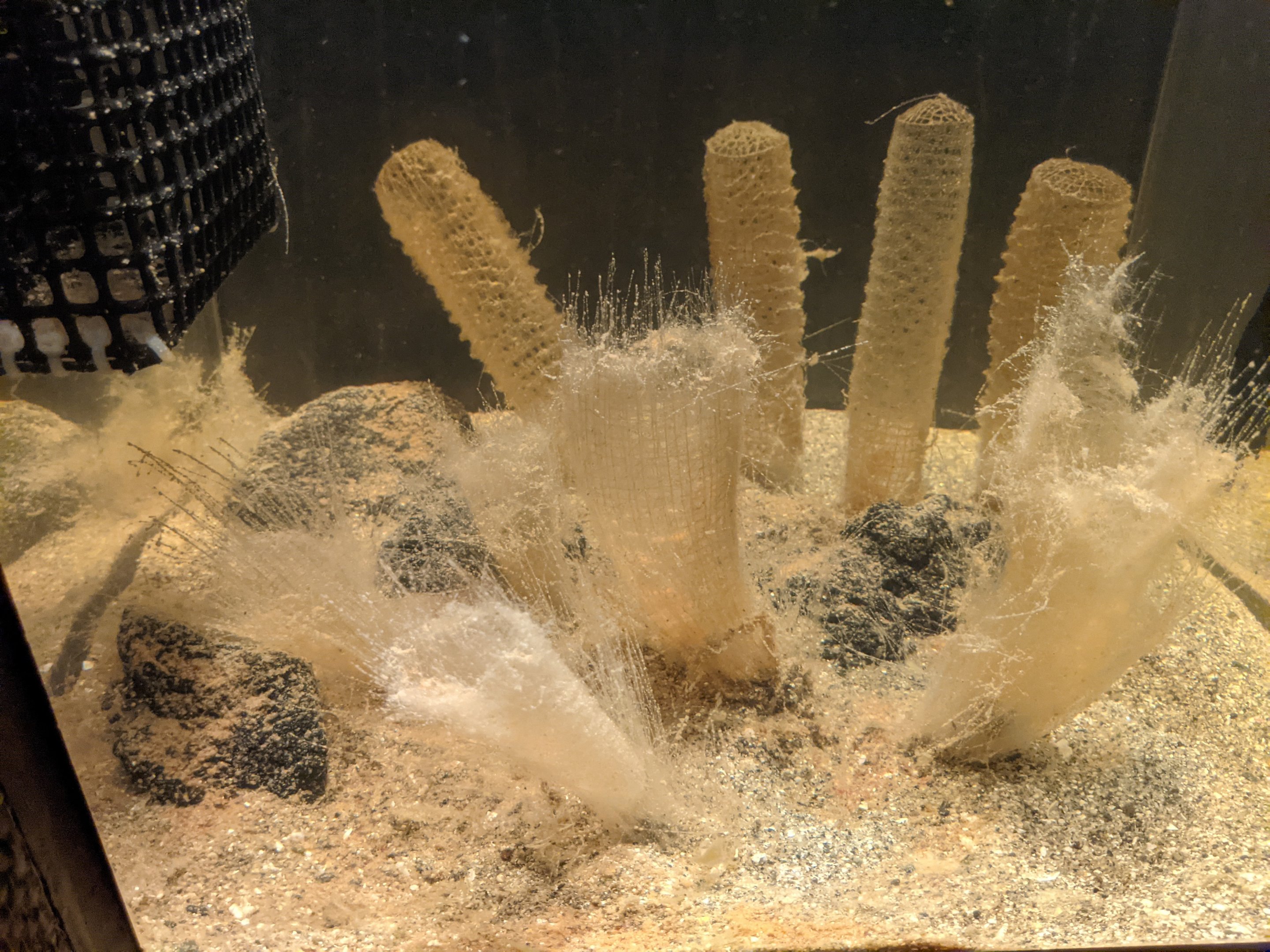 Venus' Flower Basket (Euplectella aspergillum)