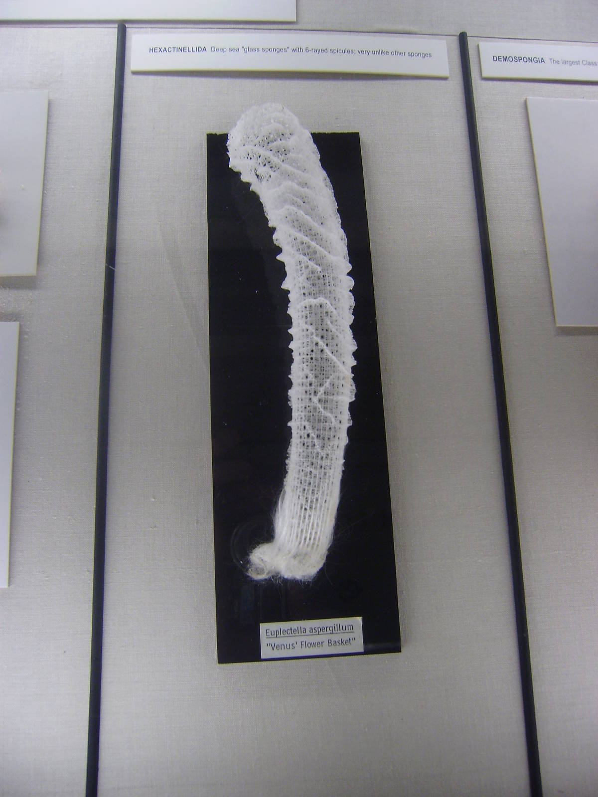 Venus' flower basket