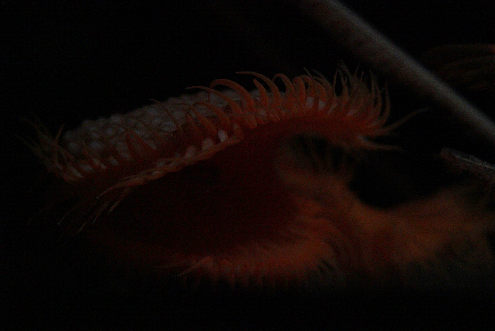 Venus Fly Trap Anemone (Actinoscyphia aurelia)