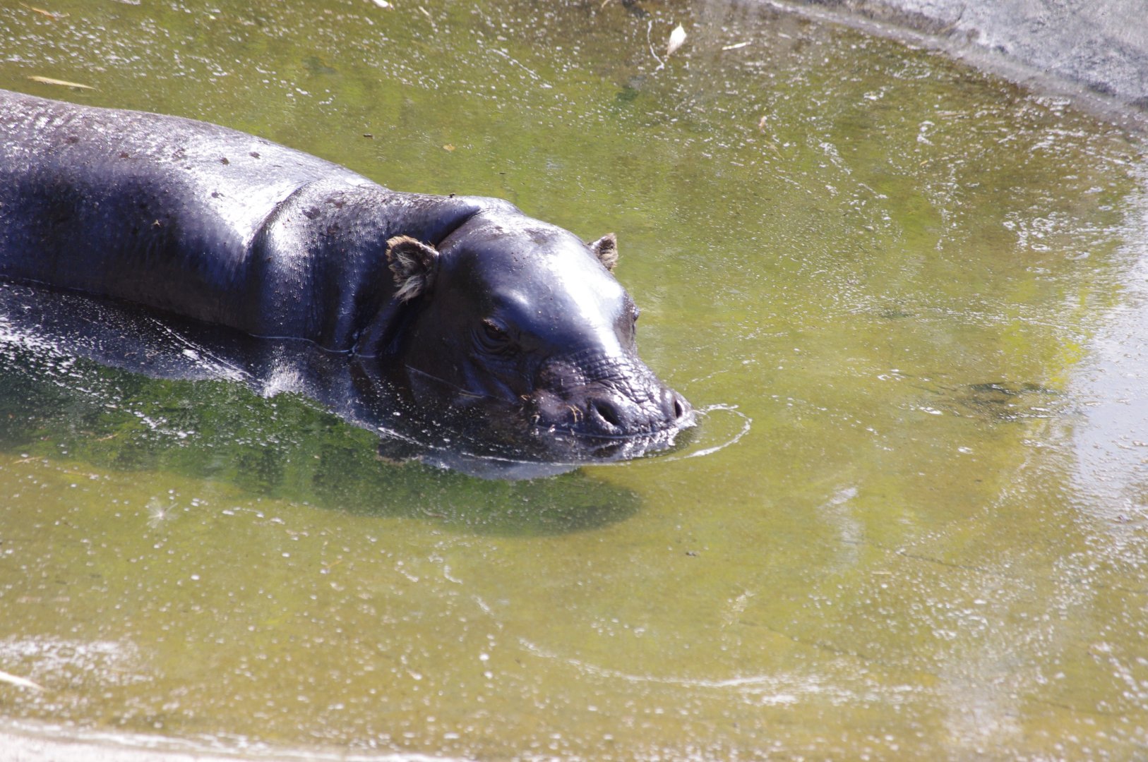 Venus- Pygmy Hippo- 2/8/2024