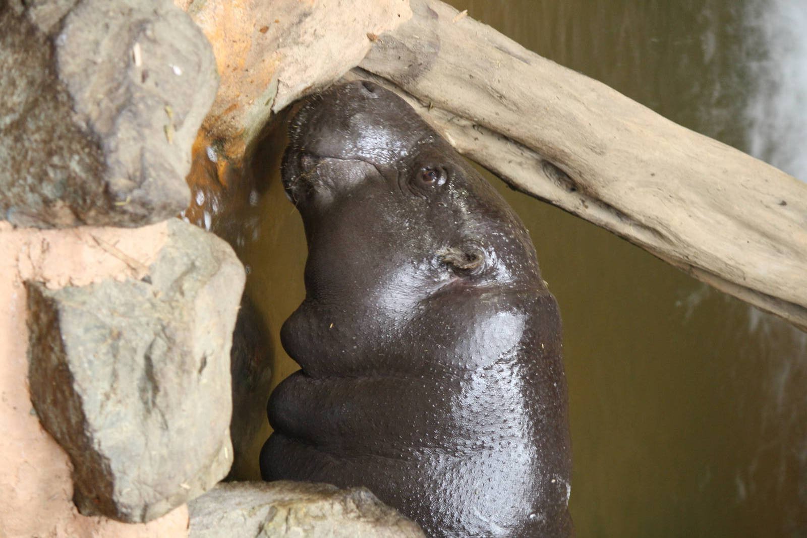 Venus pygmy hippo 24 Jan 2010