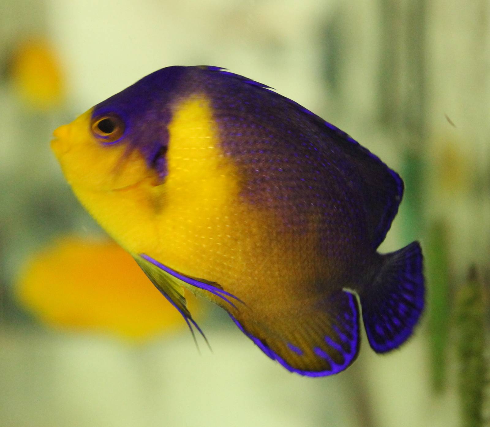 Venustus angelfish
