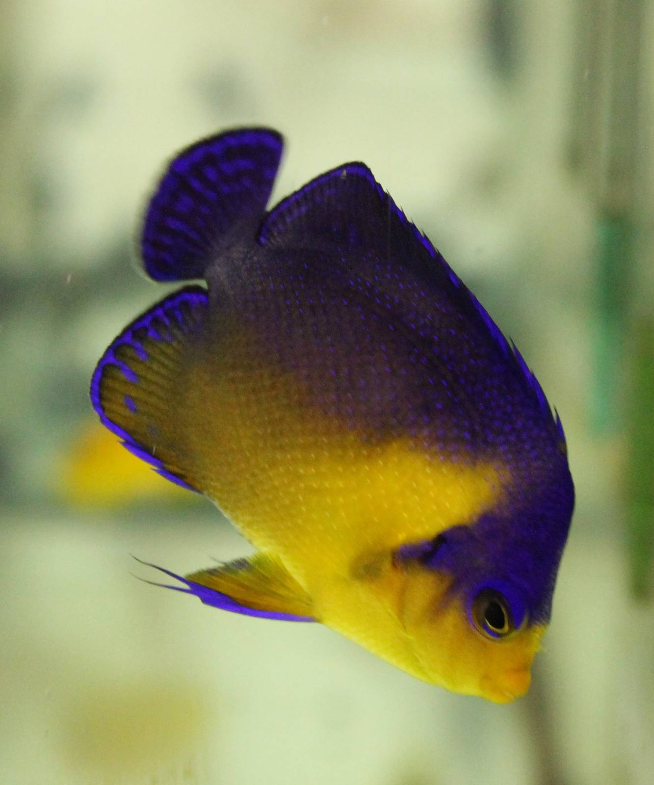Venustus angelfish