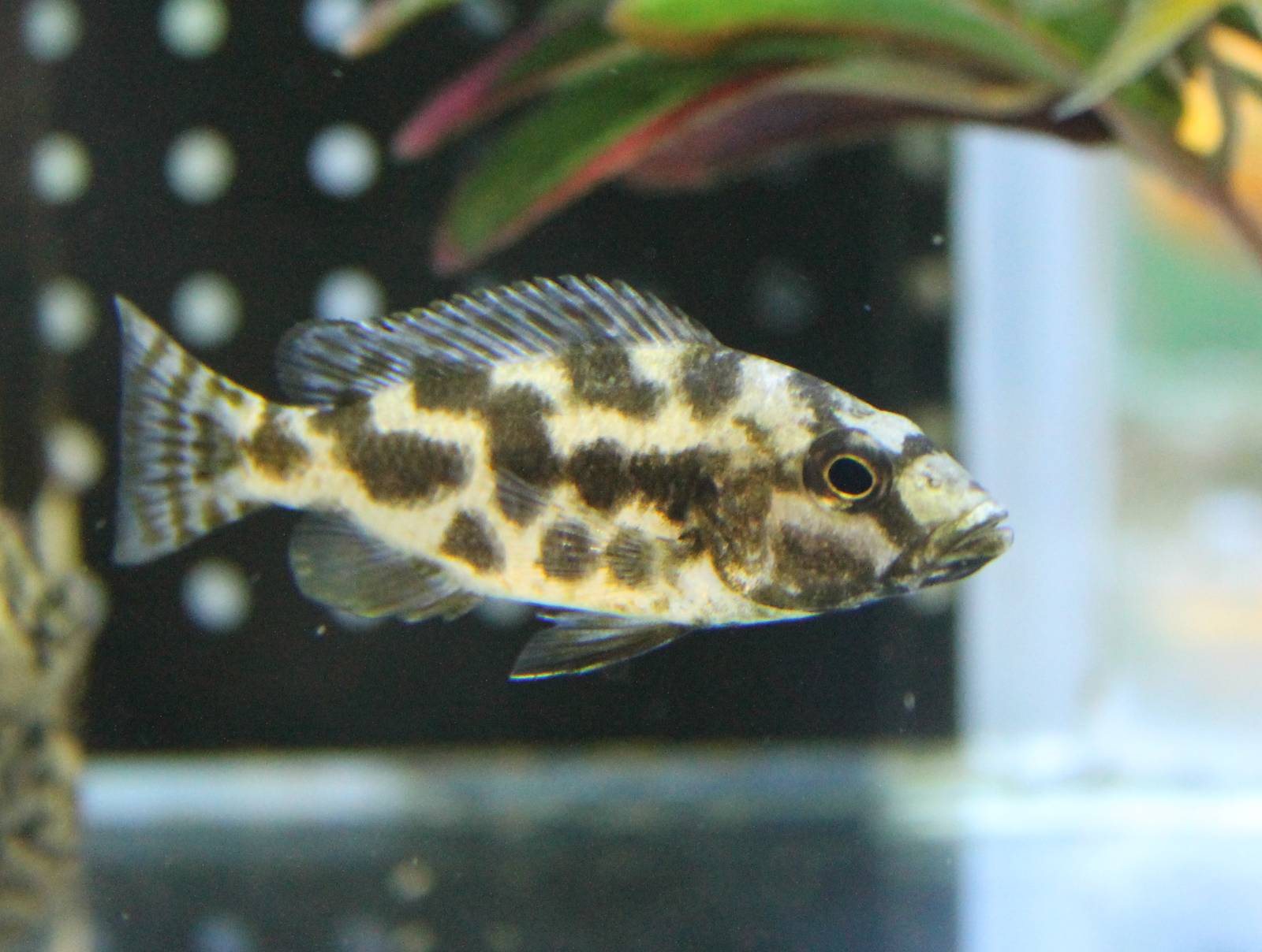 Venustus Cichlid (Nimbochromis venustus)
