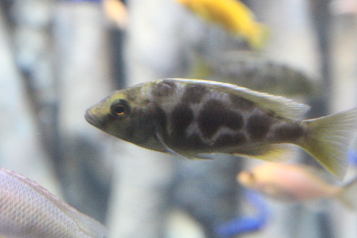 Venustus hap (Nimbochromis venustus) - BXSea