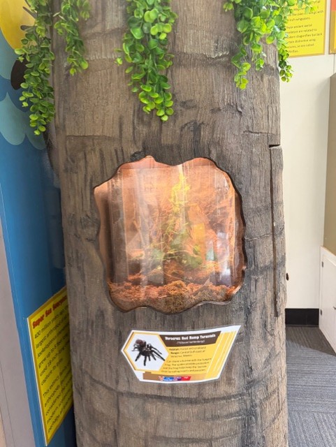 veracruz red rump tarantula exhibit