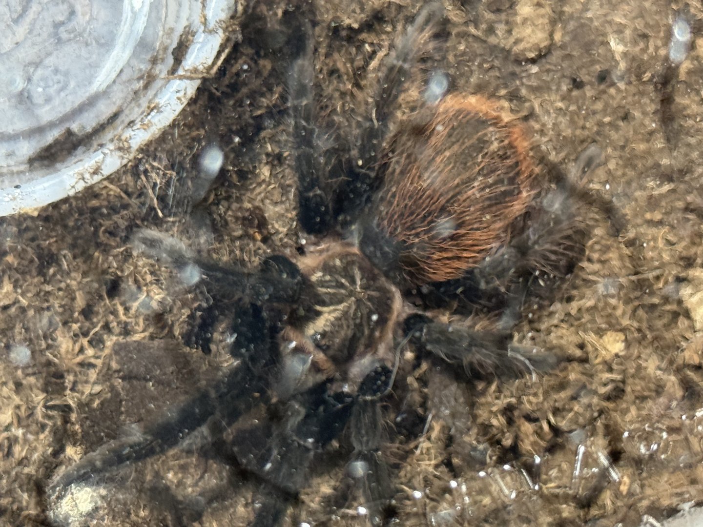 Veracruz red rump tarantula