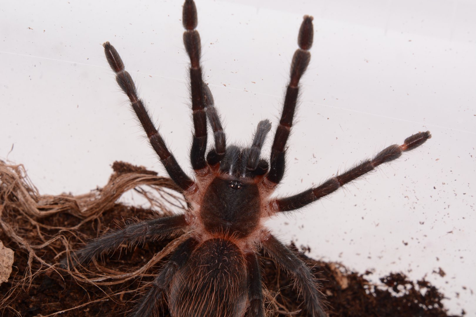 Veraguas giant tarantula (Sericopelma sp. "Veraguas")