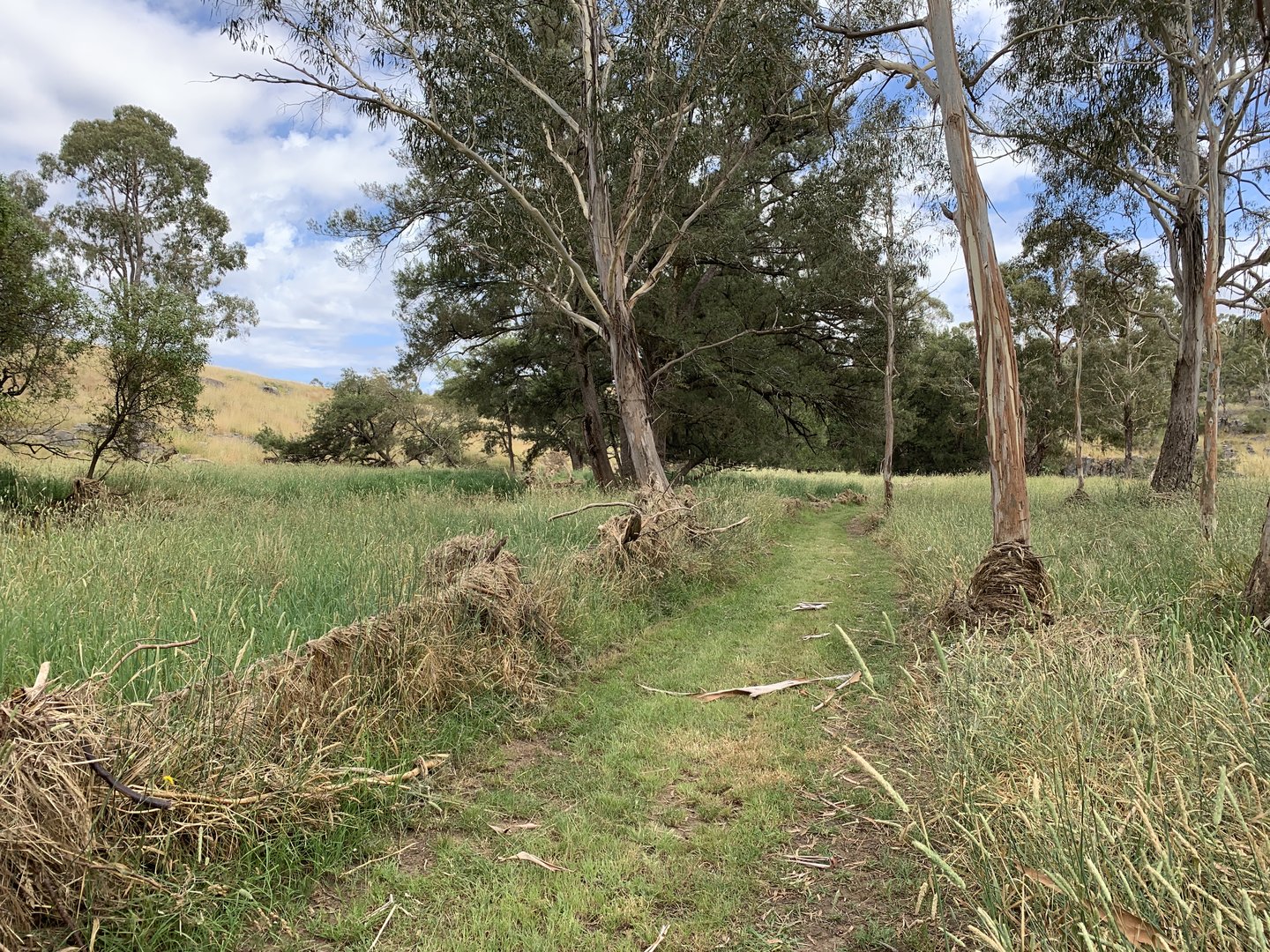 Verandah Cave Walking Track- Flood Debris