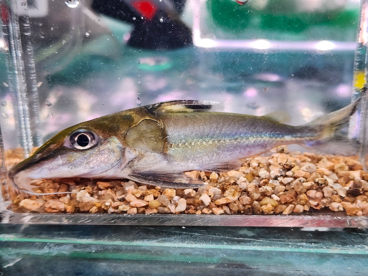Verde Mouse Catfish (Hassar "notospilus")