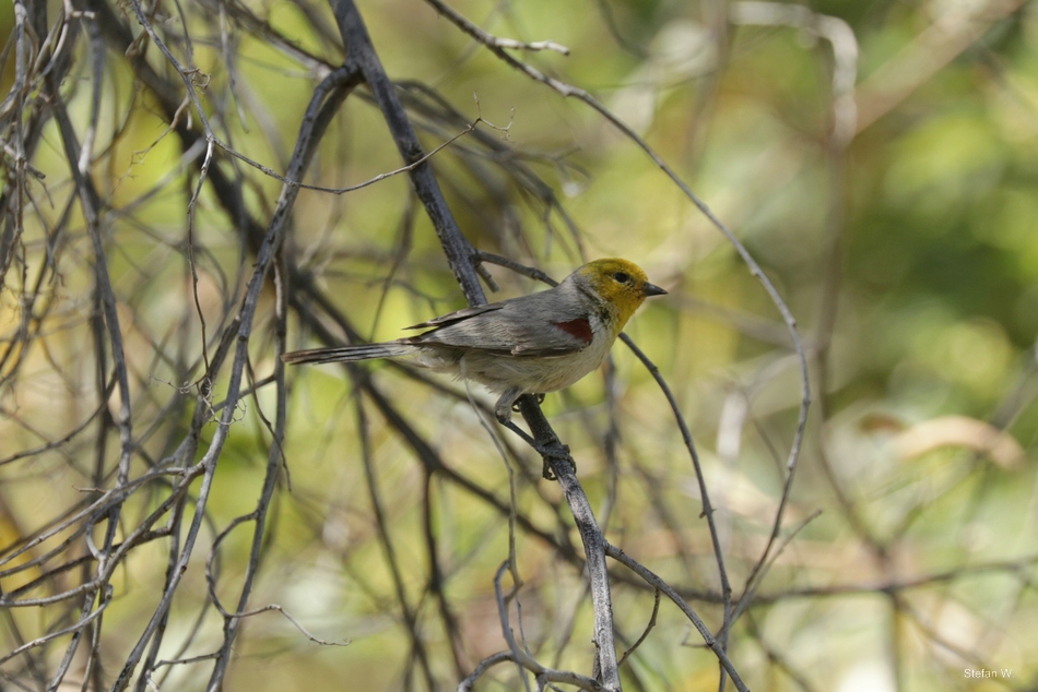Verdin (Auriparus flaviceps) - wild