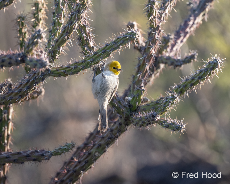 verdin