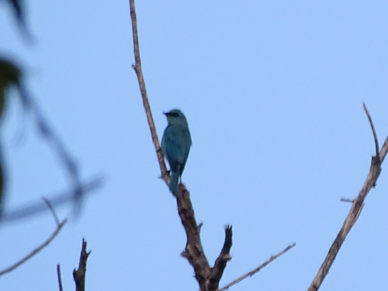Verditer flycatcher (Eumyias thalassinus thalassinus)