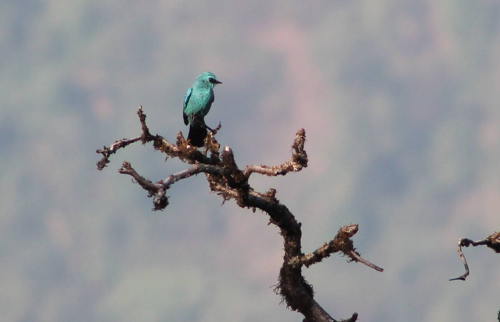 verditer flycatcher (Eumyias thalassinus)