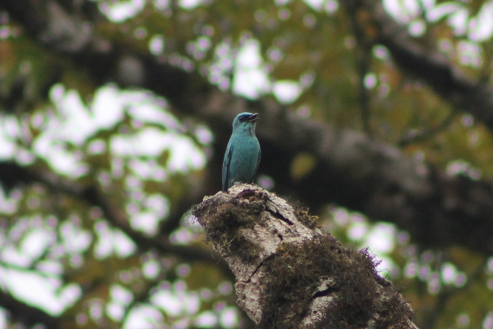 Verditer Flycatcher (Eumyias thalassinus)