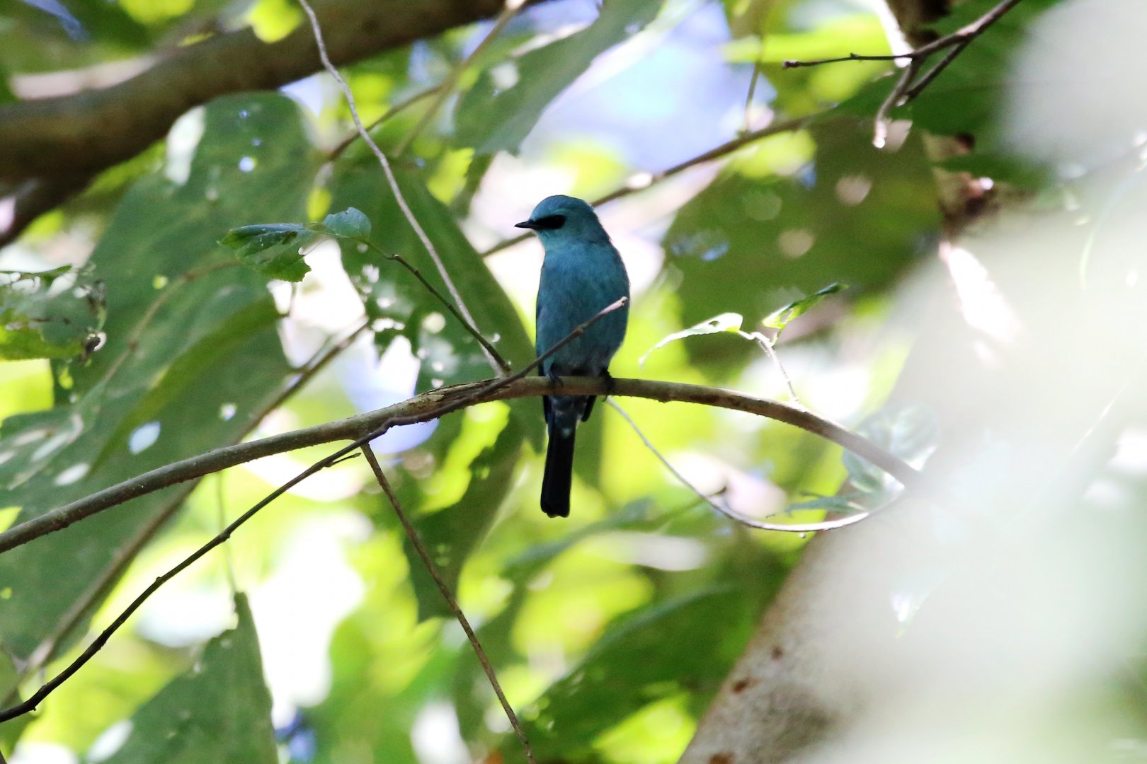 Verditer Flycatcher (Eumyias thalassinus)