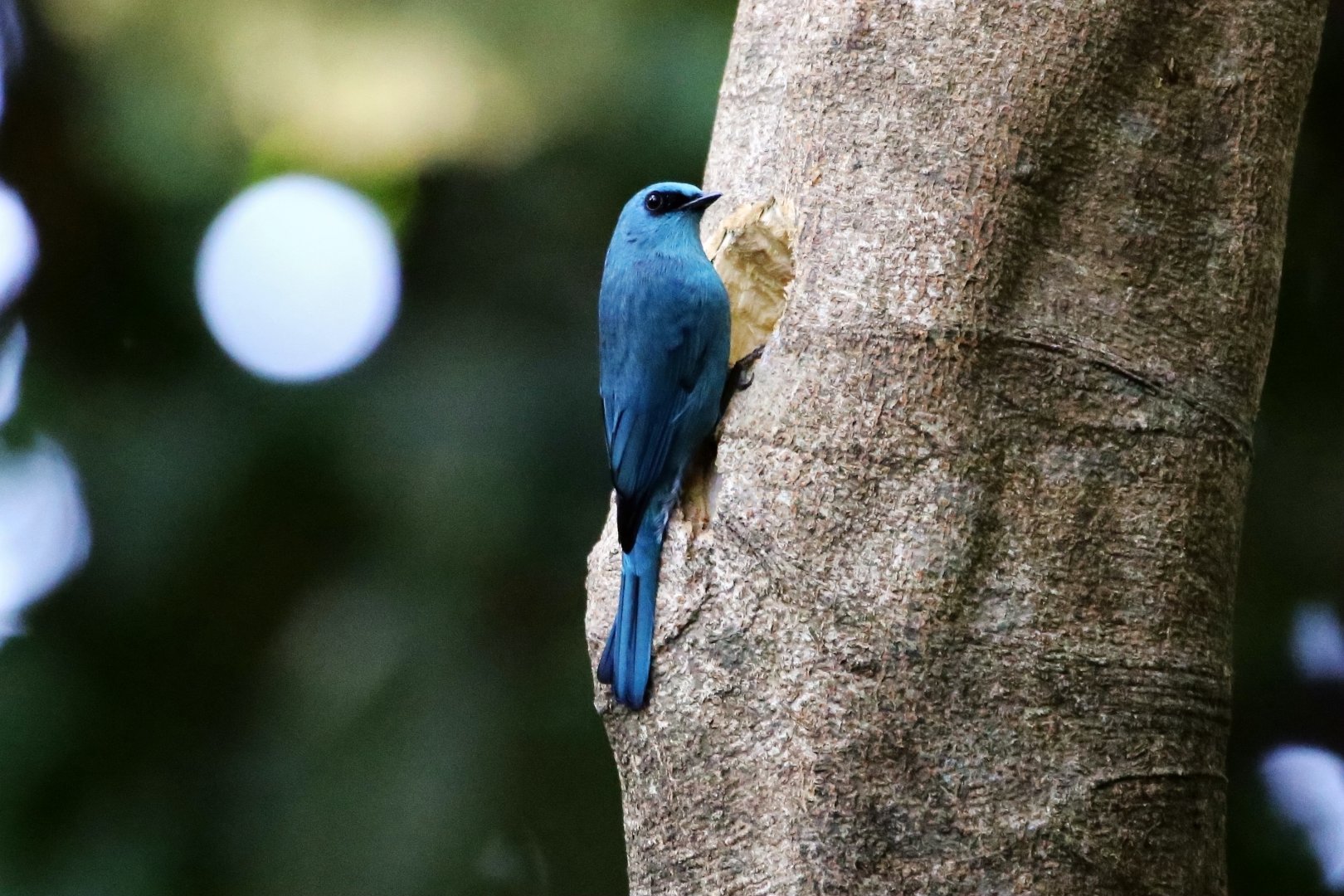 Verditer Flycatcher (Eumyias thalassinus)