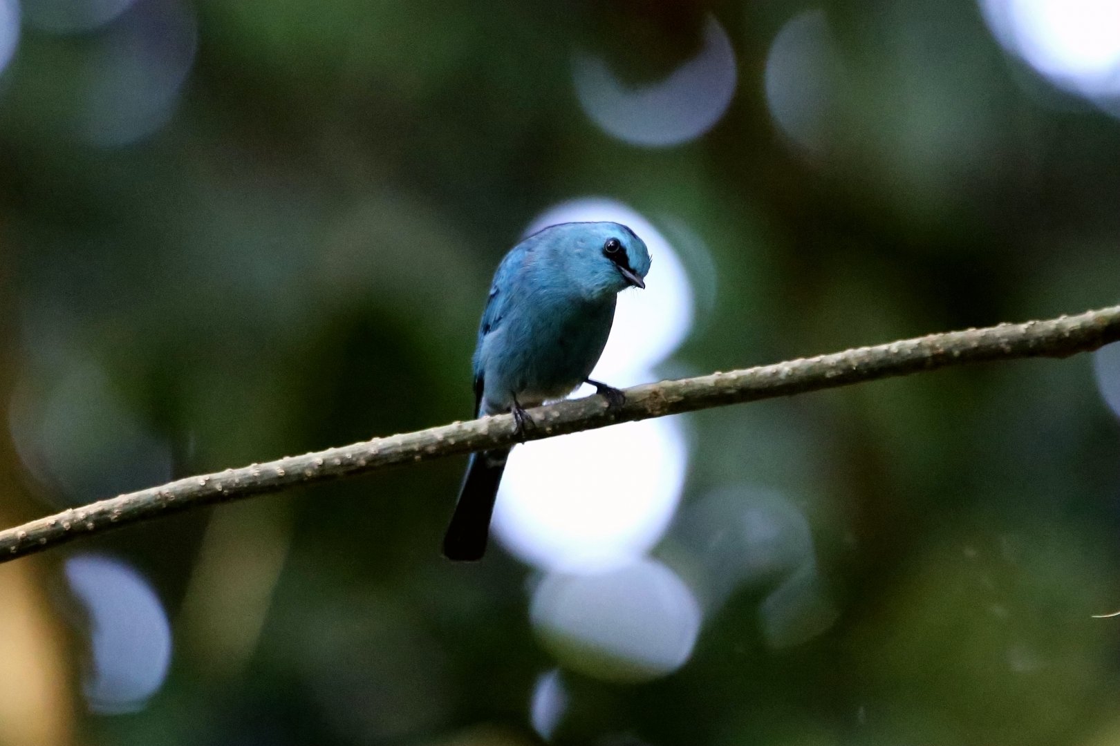 Verditer Flycatcher (Eumyias thalassinus)