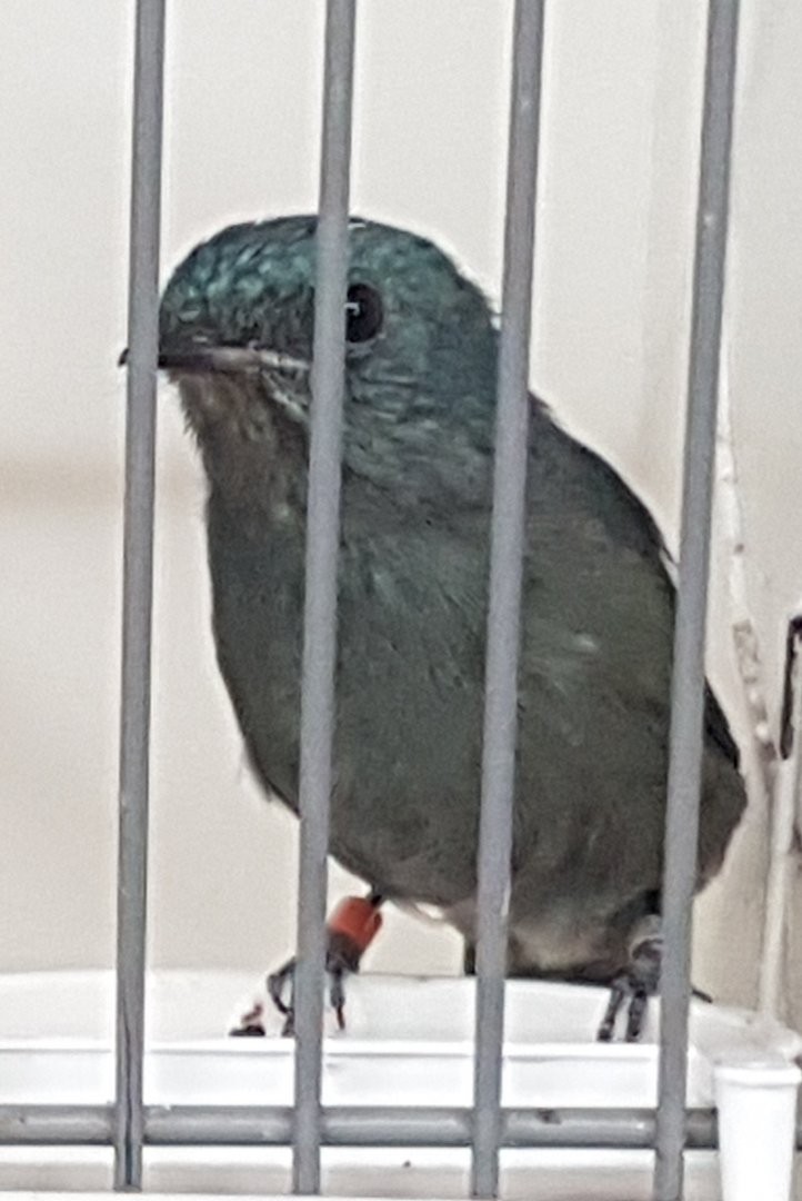 Verditer flycatcher - Female