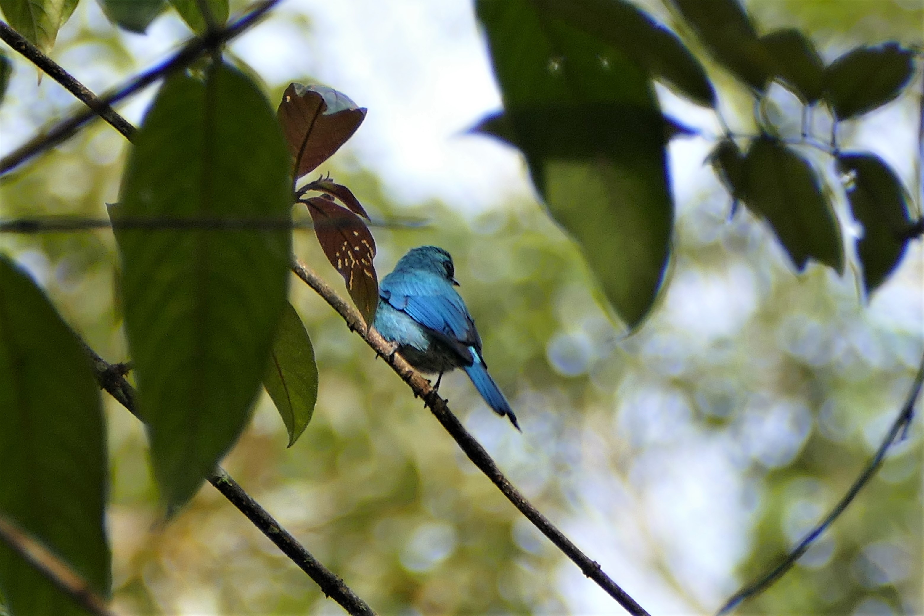 Verditer Flycatcher - Fraser's Hill