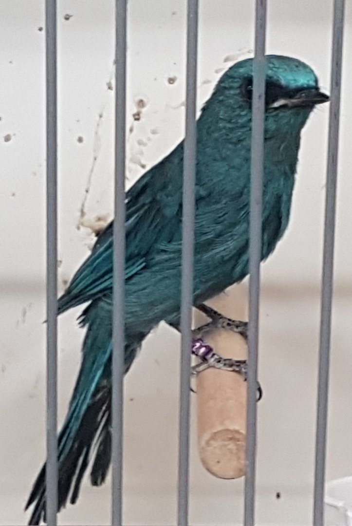 Verditer flycatcher - Male