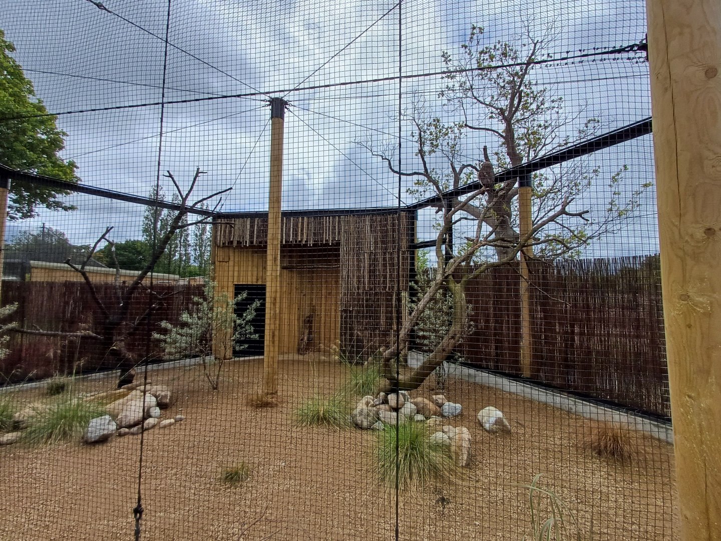 Vereaux's Eagle Owl- Aviary