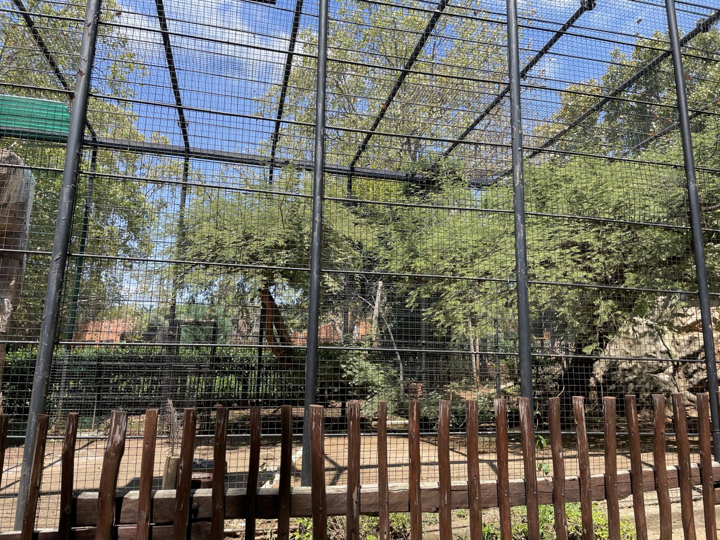 Vereax's Eagle Exhibit