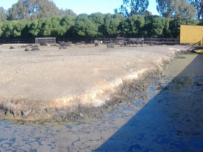 Vergel Safari Park waterbuffalo pot belly pig