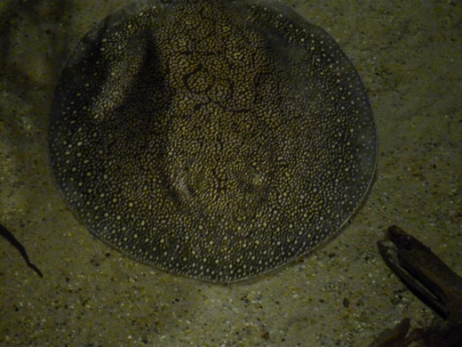 Vermiculate river stingray