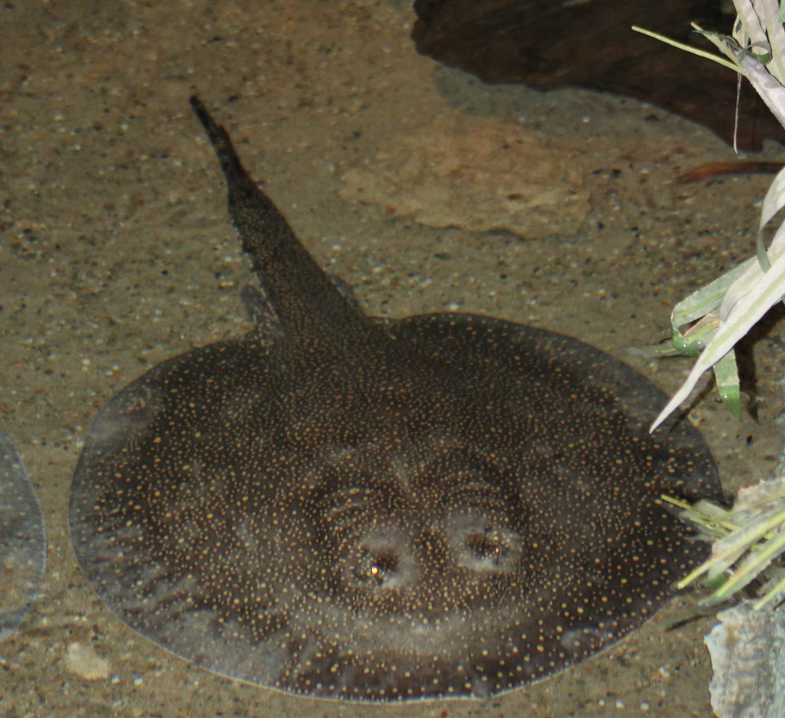 Vermiculate river stingray