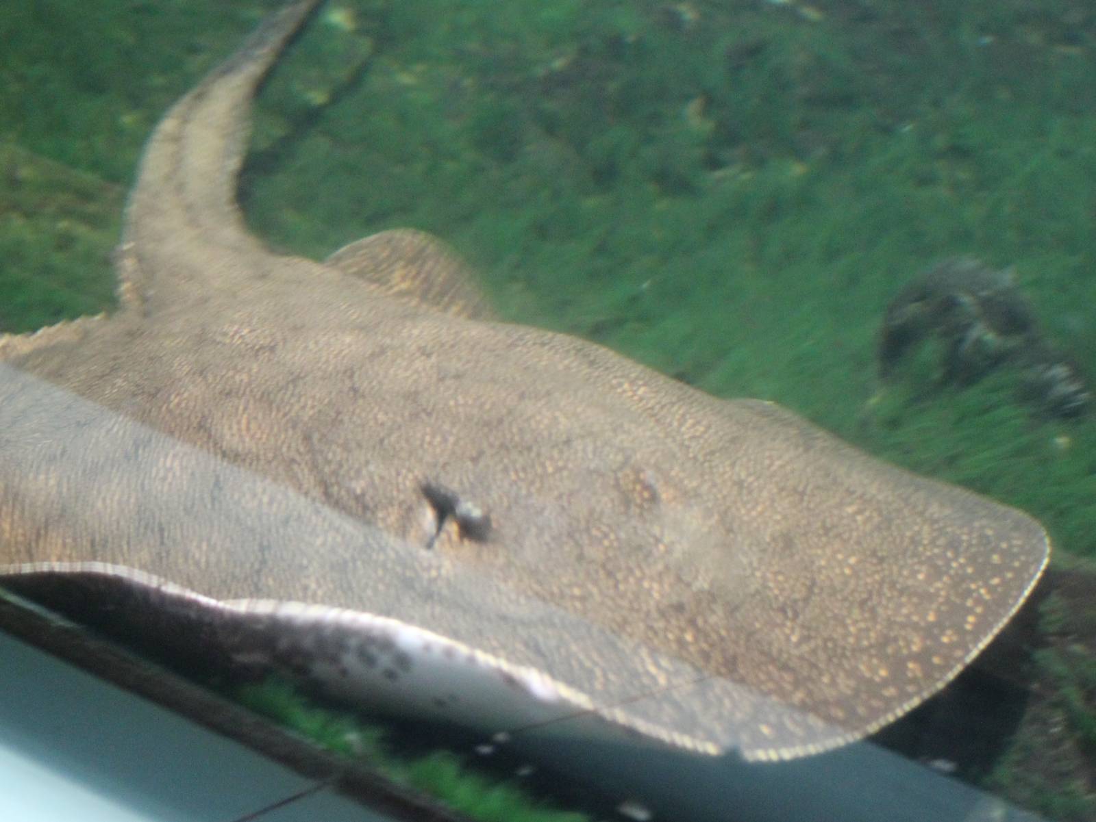 Vermiculate river stingray