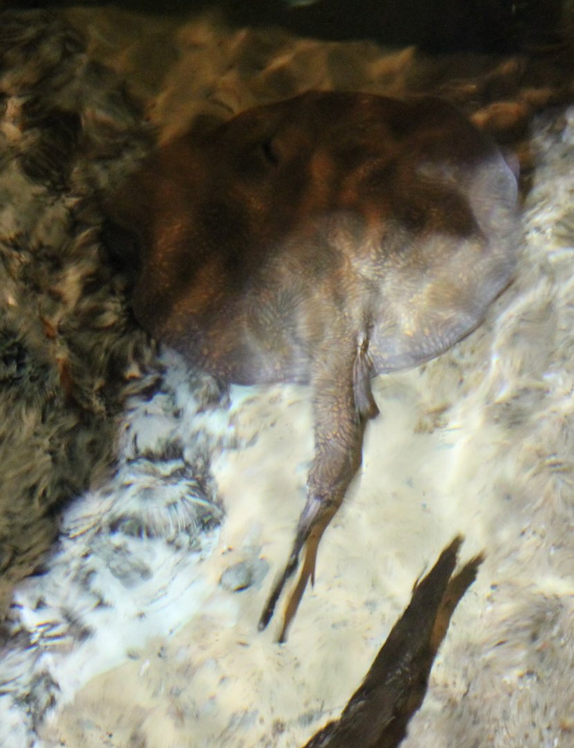 Vermiculate river stingray