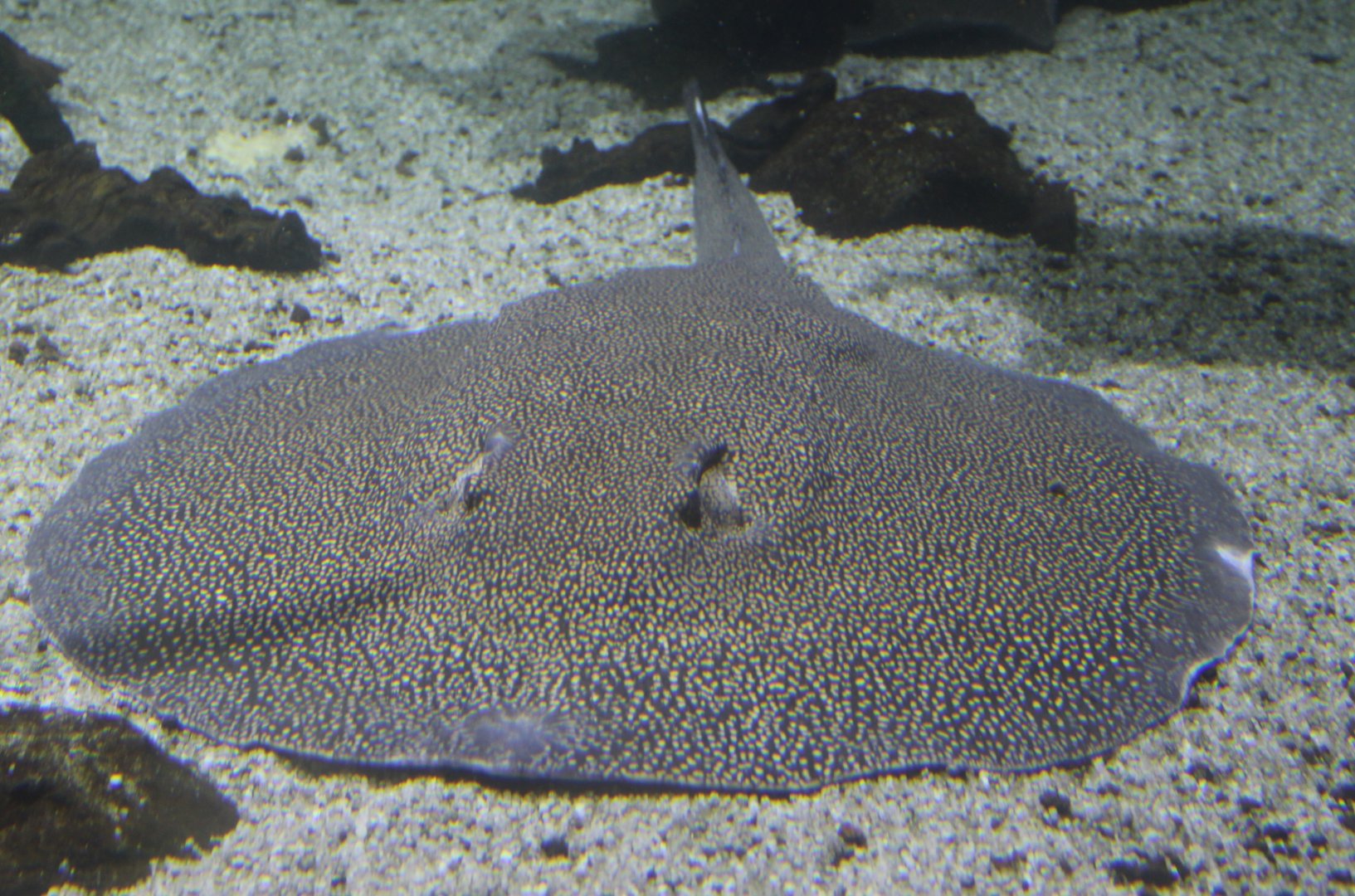 Vermiculate river stingray
