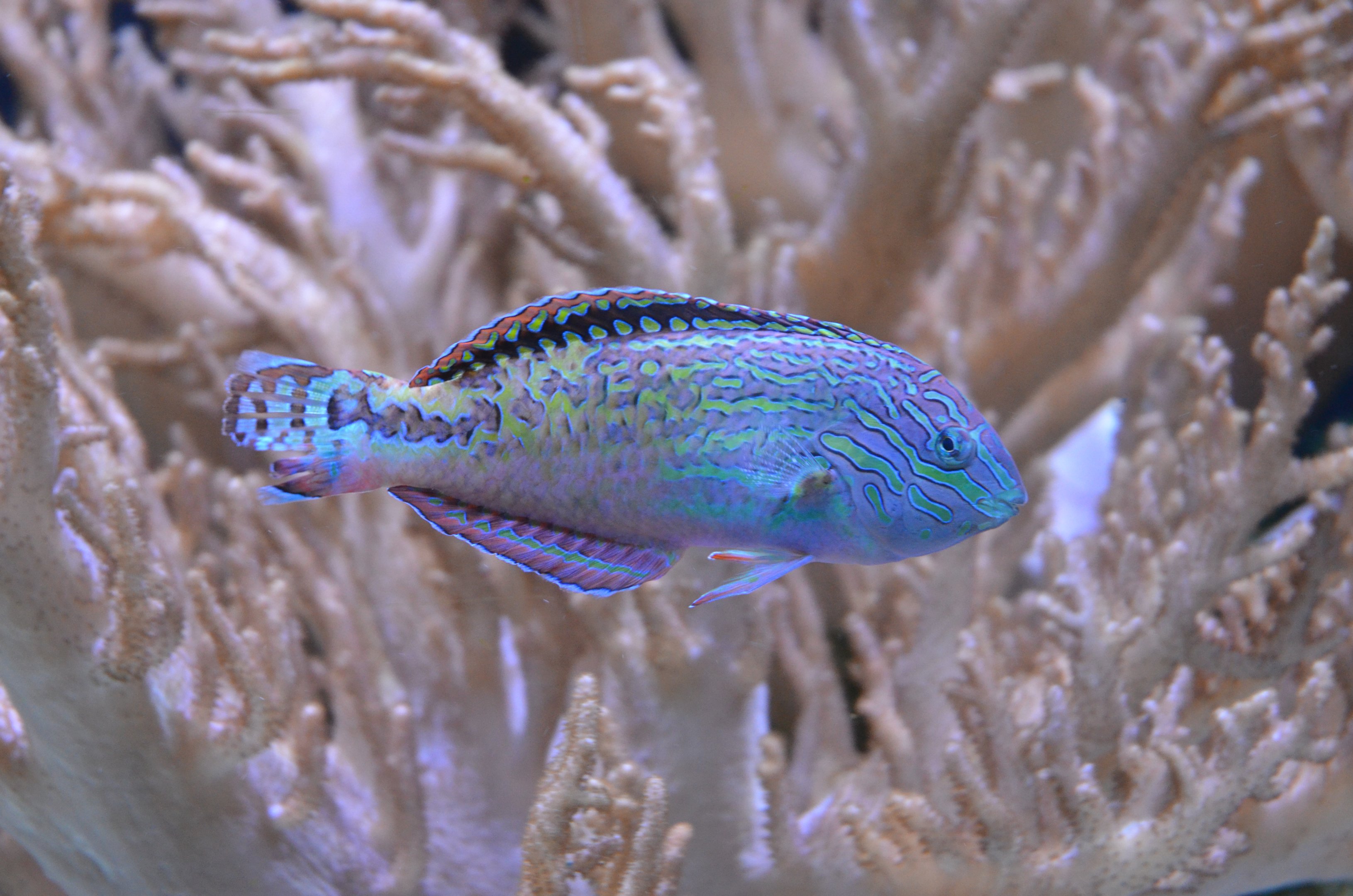 Vermiculate Wrasse at Chester, 04/03/17