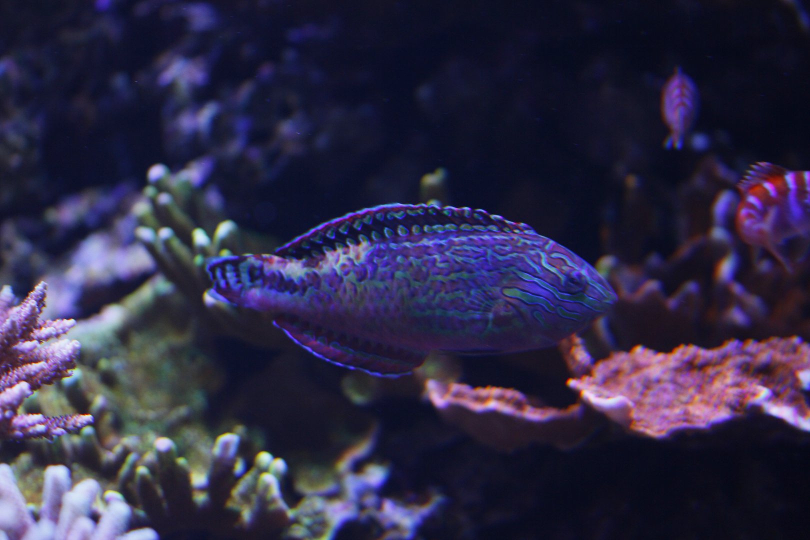 Vermiculate wrasse (Macropharyngodon bipartitus)