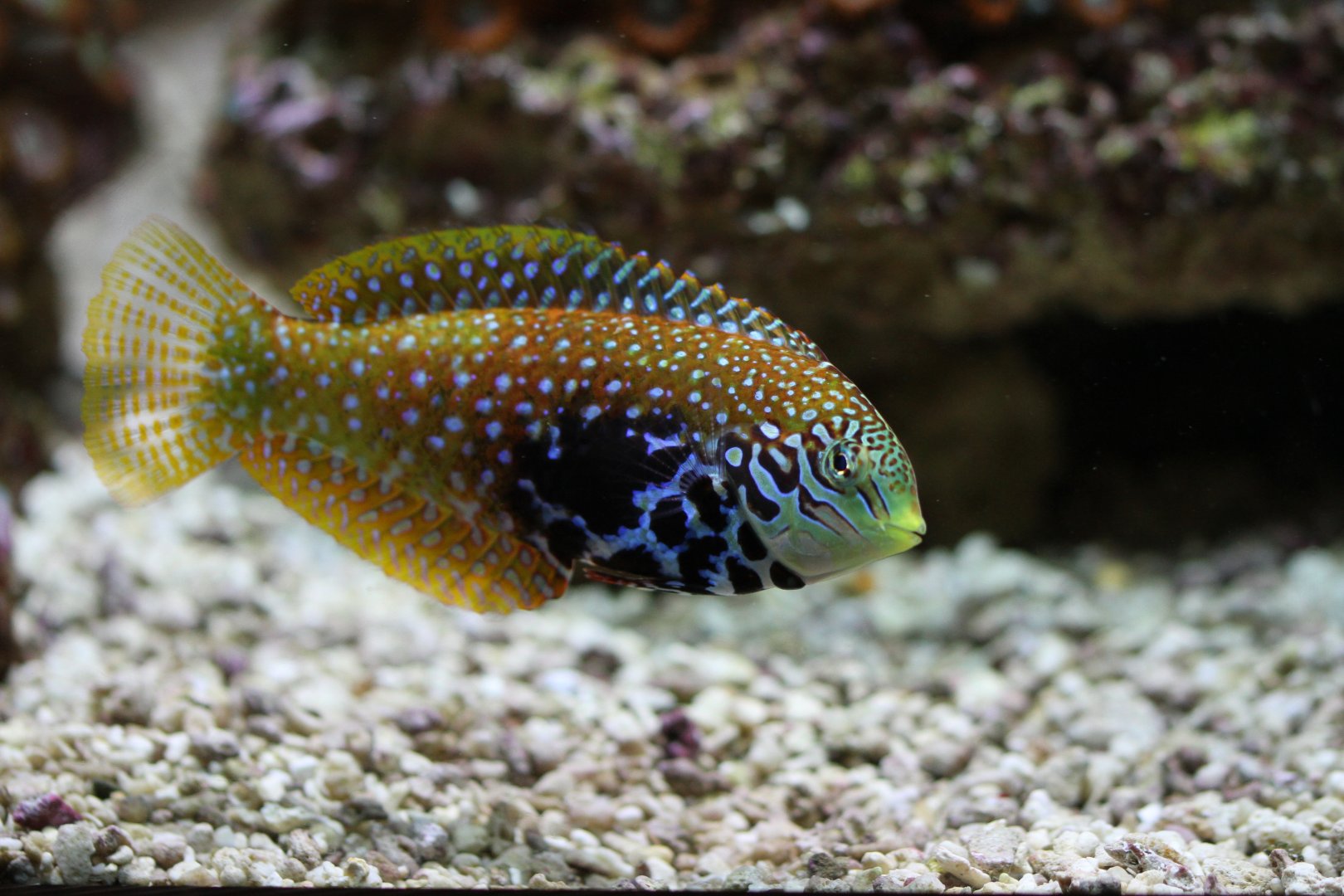 Vermiculate wrasse (Macropharyngodon bipartitus)