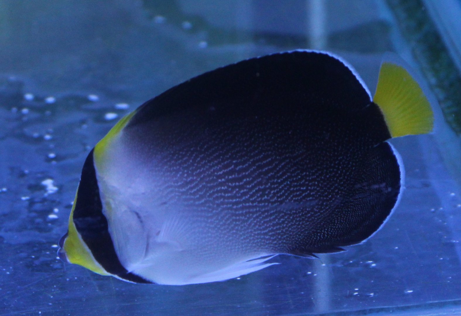 Vermiculated angelfish - Chaetodontoplus mesoleucus