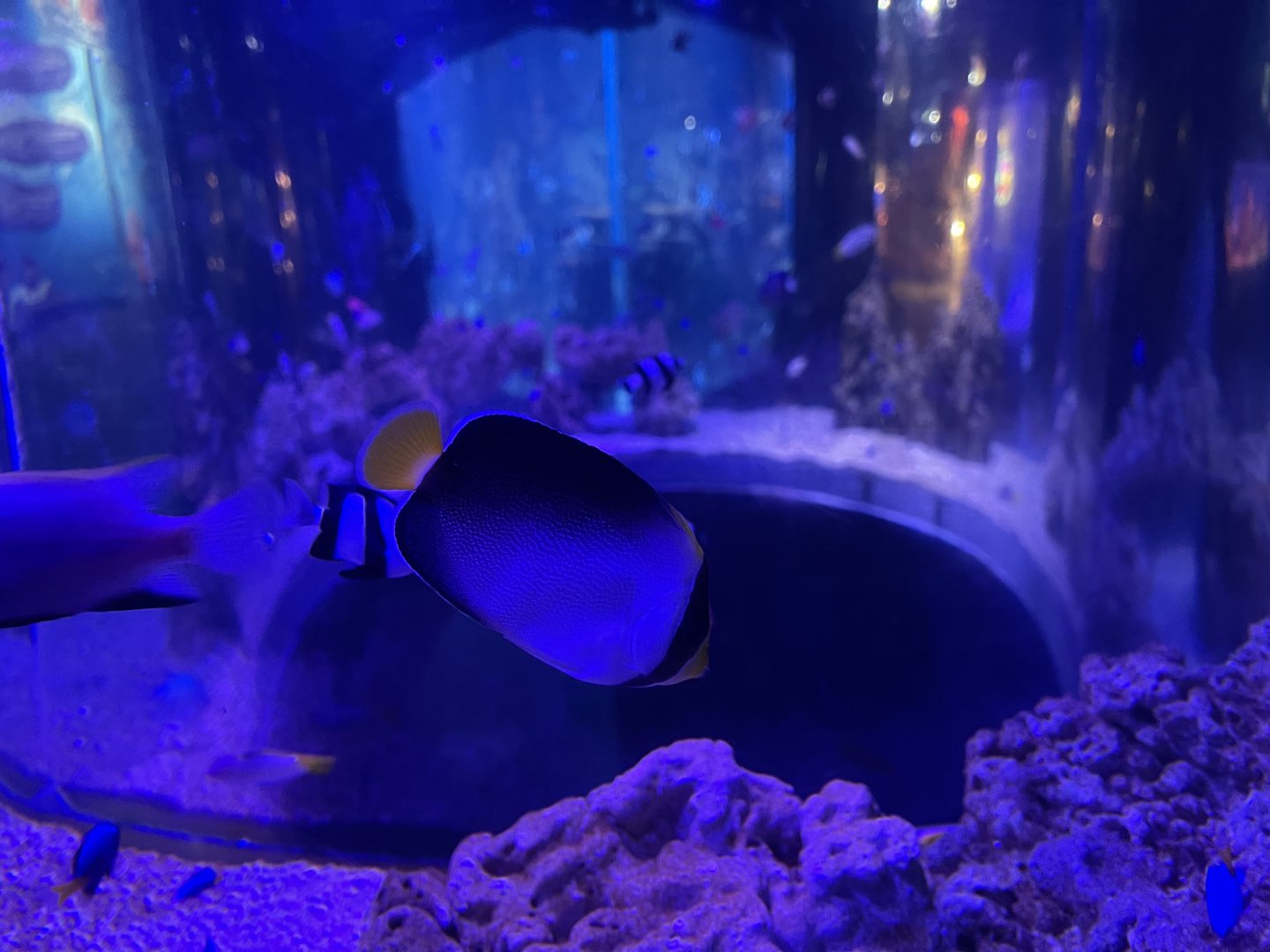 vermiculated angelfish (chaetodontoplus mesoleucus)