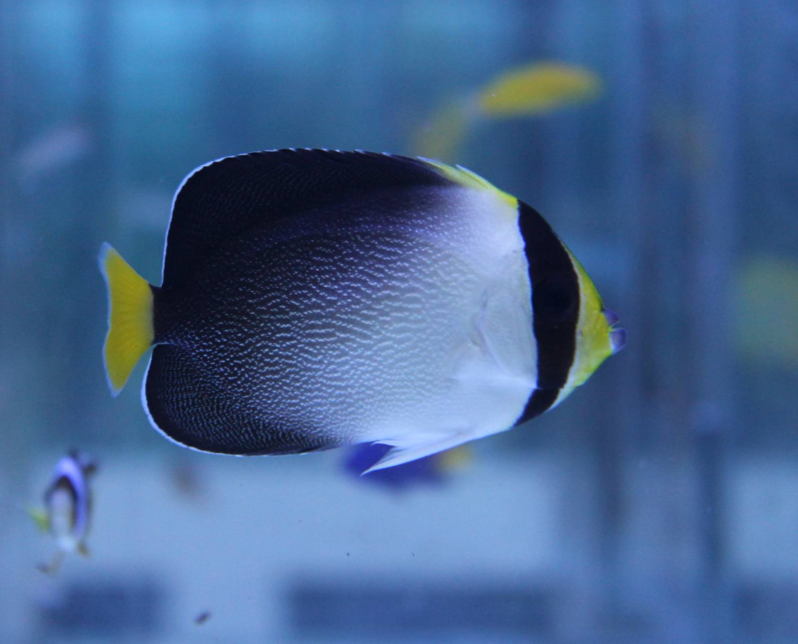 Vermiculated angelfish