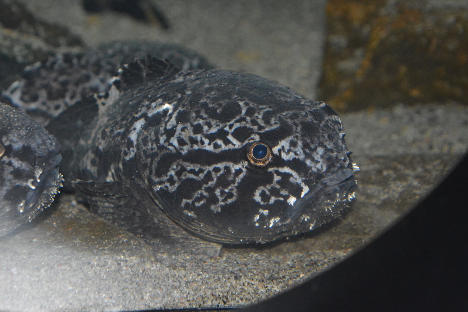 Vermiculated blobfish (Ebinania vermiculata)