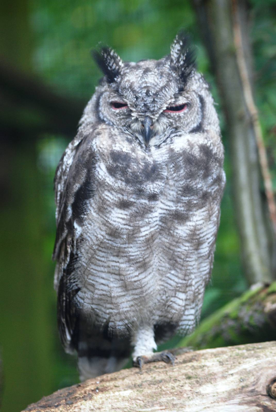 Vermiculated Eagle Owl at Cotswold Falconry Centre, 13/09/13