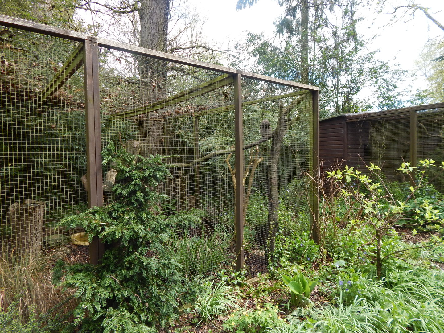 Vermiculated eagle-owl aviary 280423