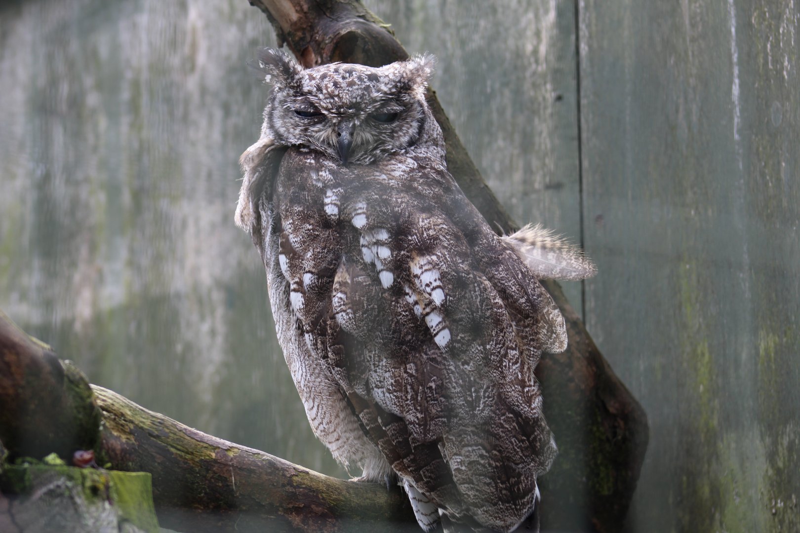 Vermiculated Eagle-Owl