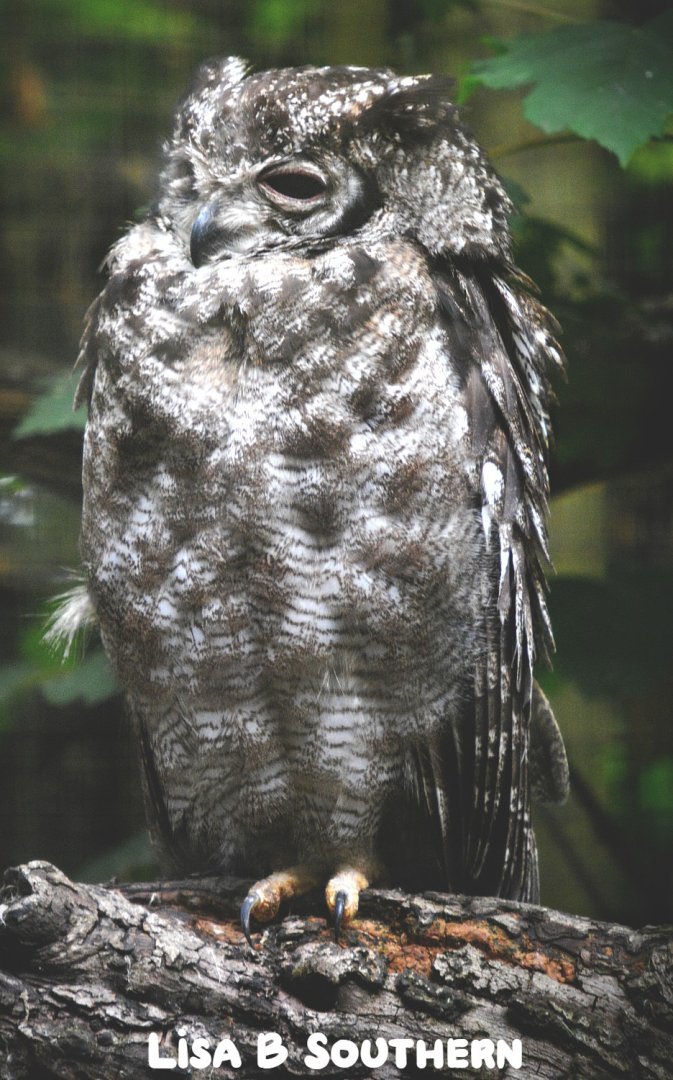 Vermiculated Eagle Owl