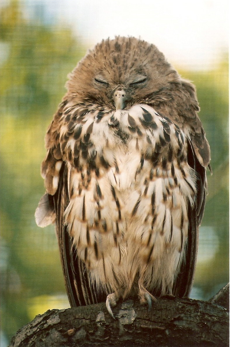 Vermiculated Fishing-Owl at Chester, 02/10/2004