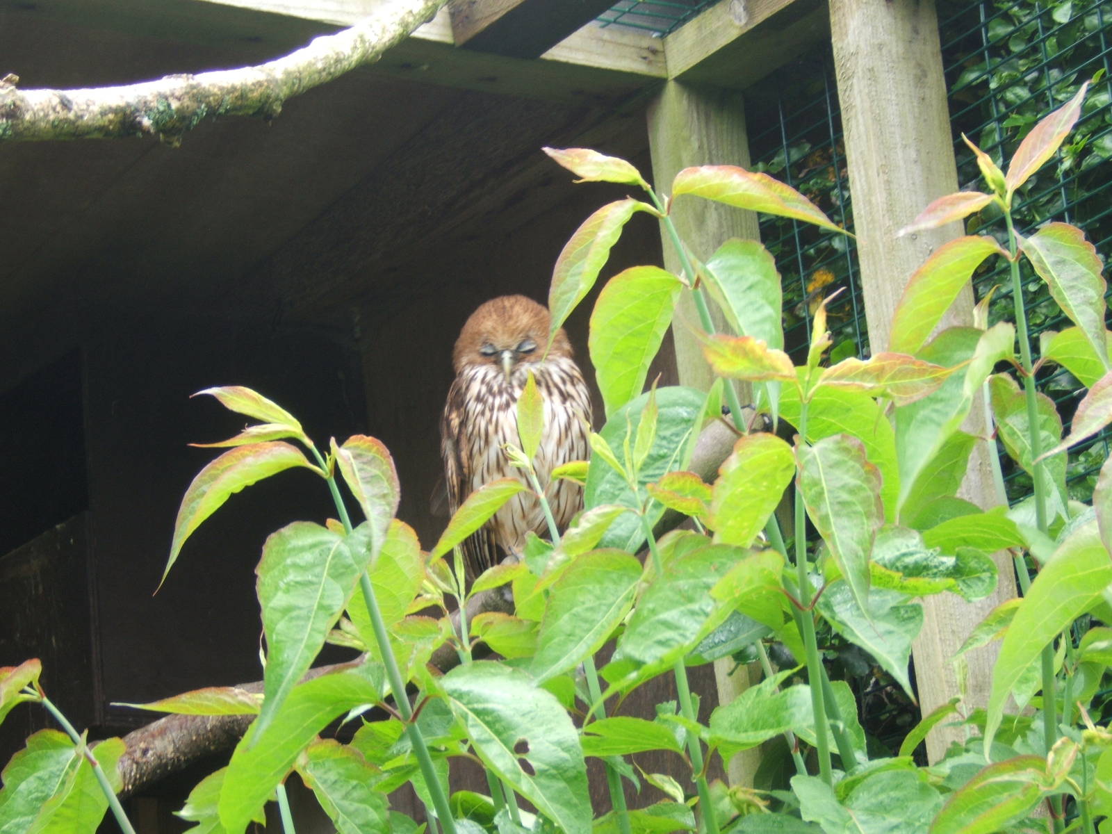Vermiculated Fishing Owl (Bubo bouvieri)