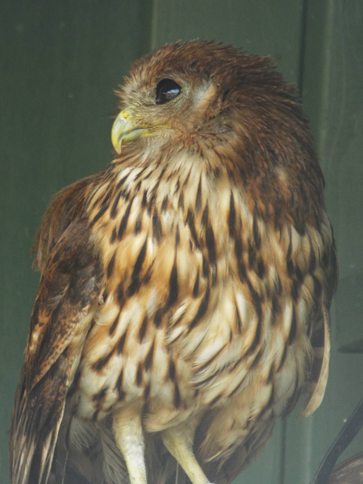 Vermiculated Fishing-owl (Scotopelia bouvieri) at Scottish Owl Centre - May