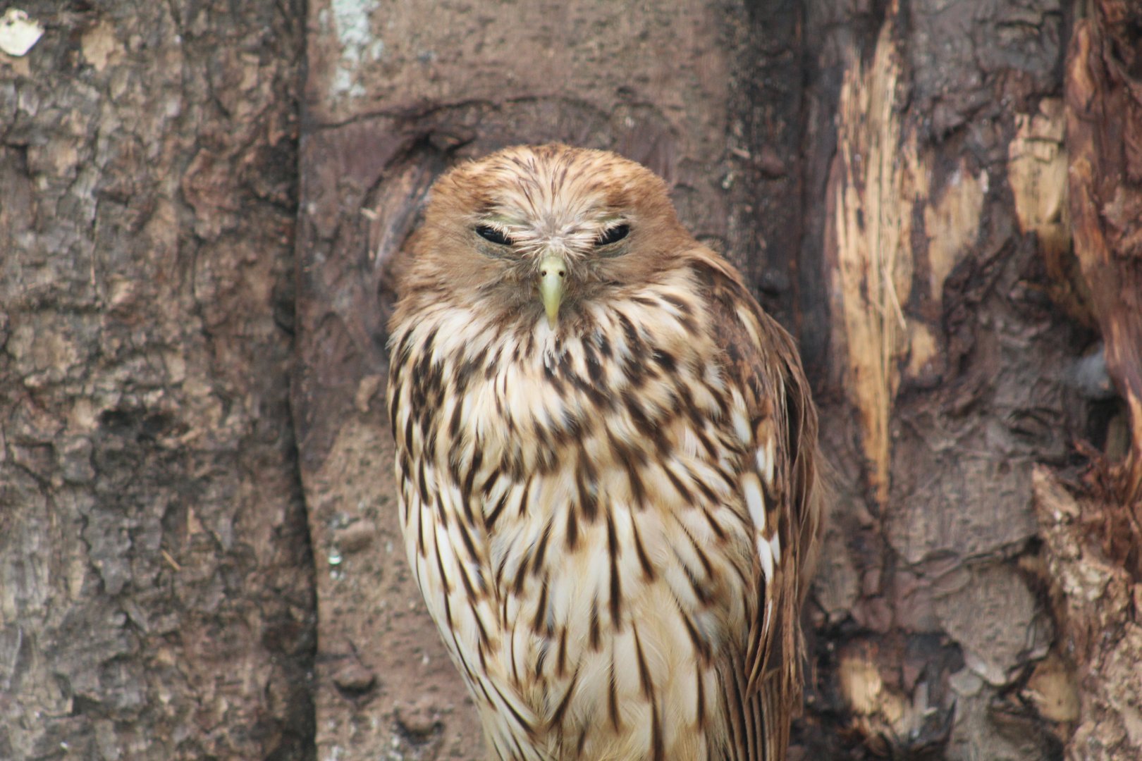 Vermiculated Fishing-Owl