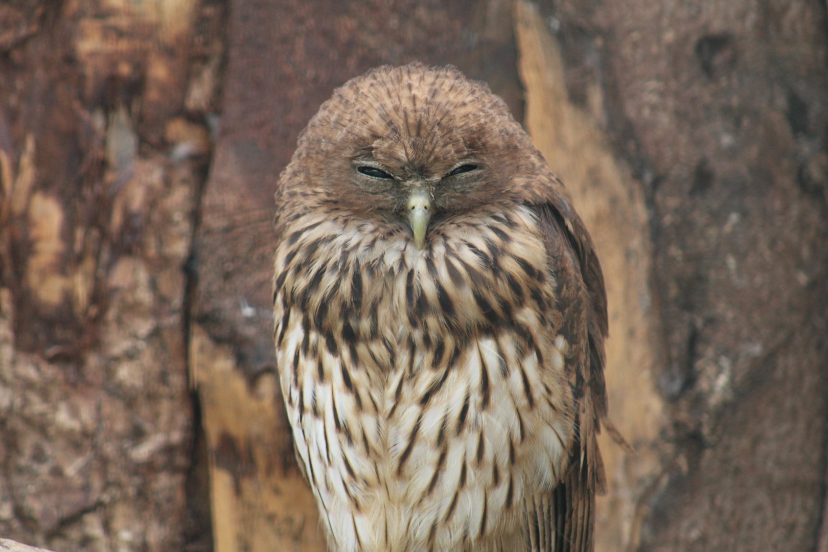 Vermiculated Fishing-Owl
