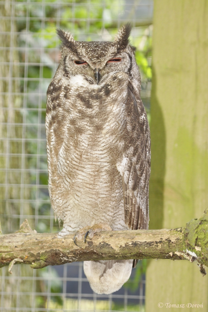 Vermiculated Owl (Bubo cinerascens)